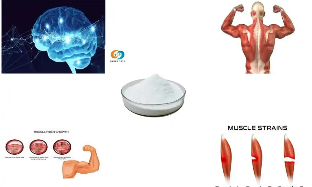 Creatine for Sports, Fitness, and Recovery: A Market Overview
